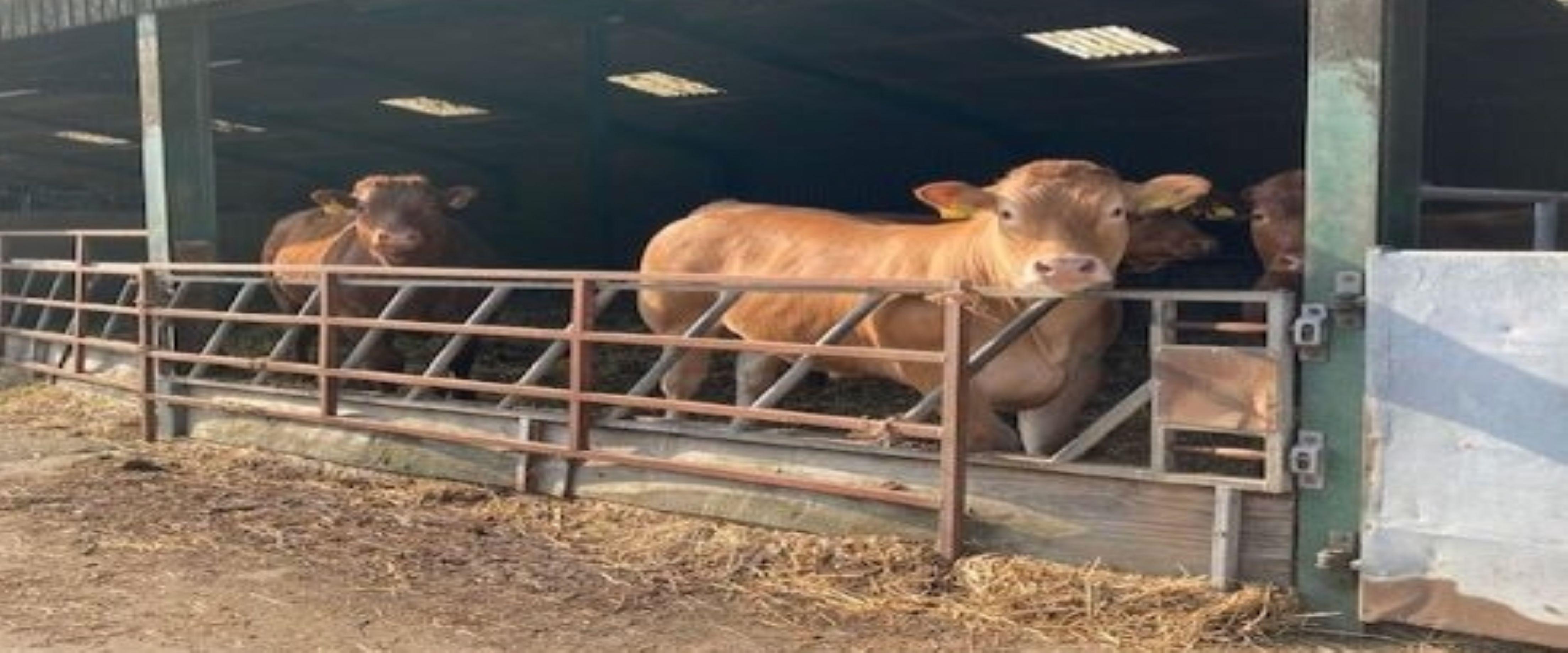 Cows in Barn